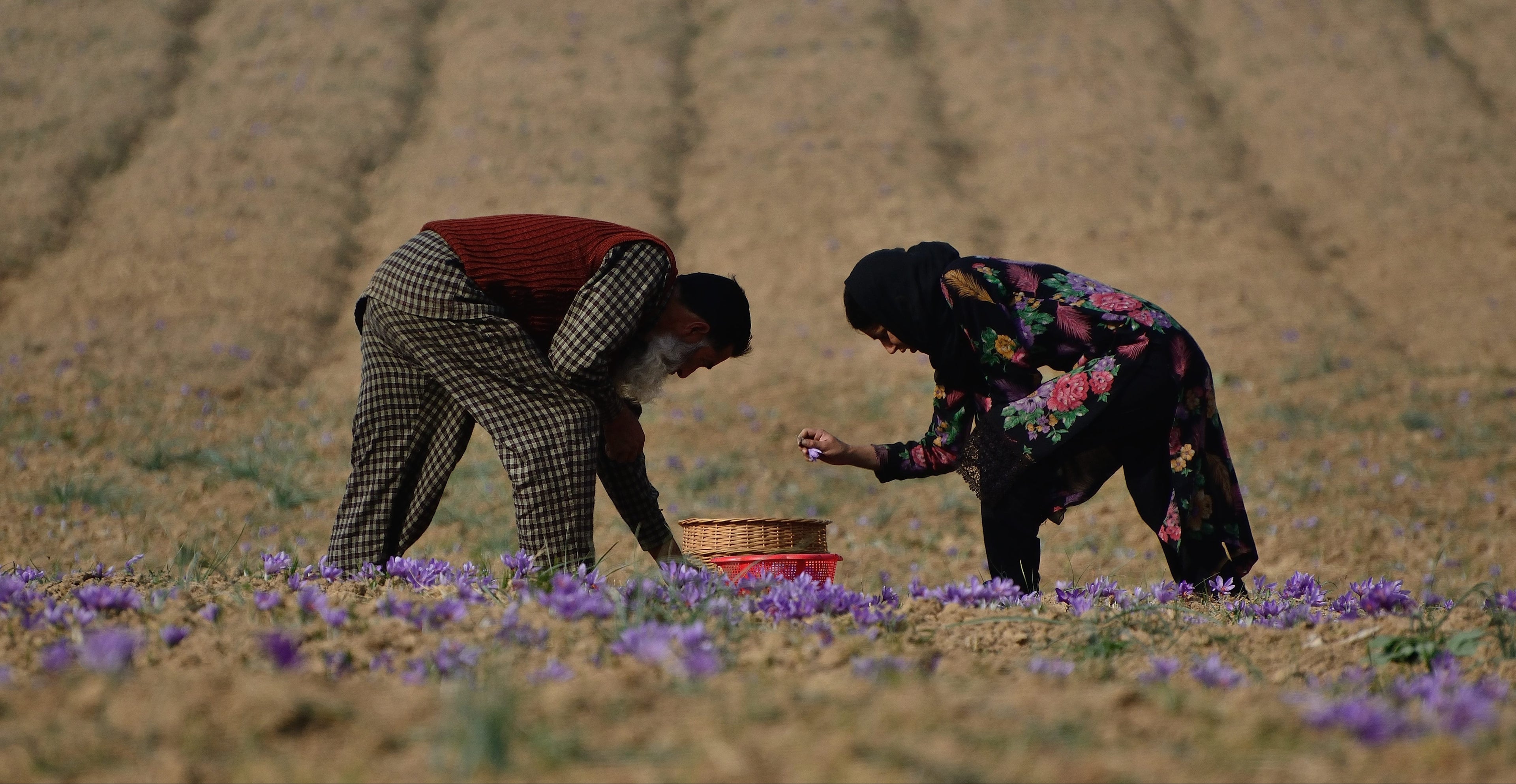 Two people working in a field with saffron flowers.