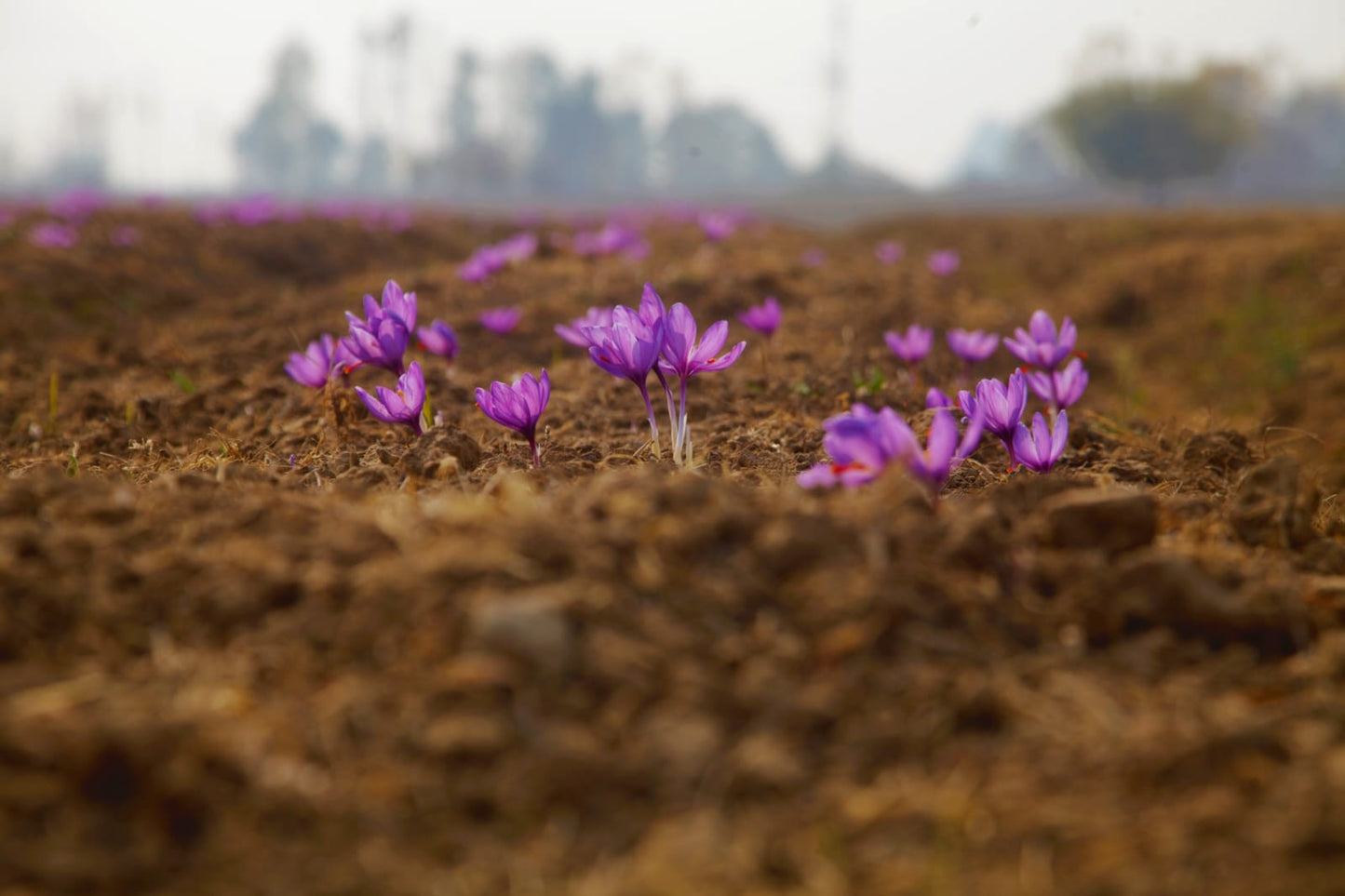 Kashmiri Mongra Saffron