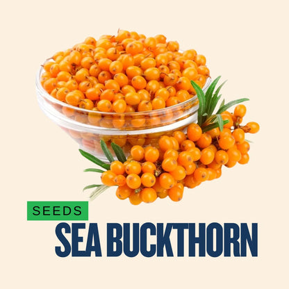 Sea Buckthorn Seeds