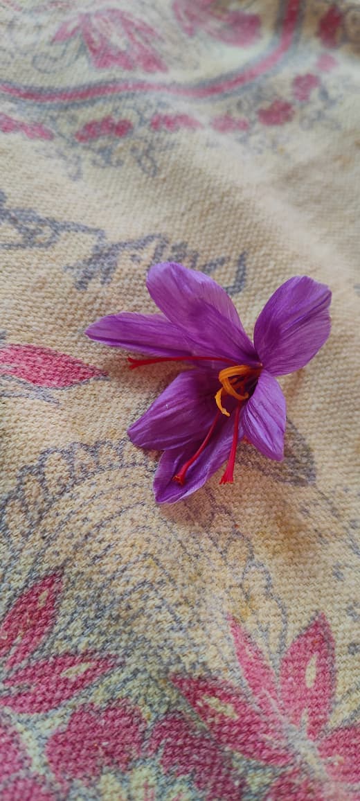 Kashmiri Mongra Saffron