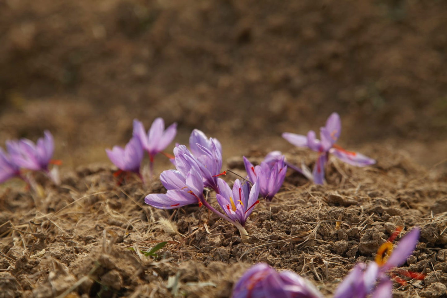 Kashmiri Mongra Saffron