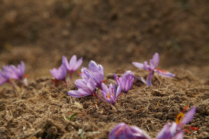 Kashmiri Mongra Saffron