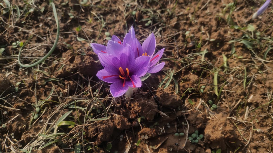 Kashmiri Mongra Saffron